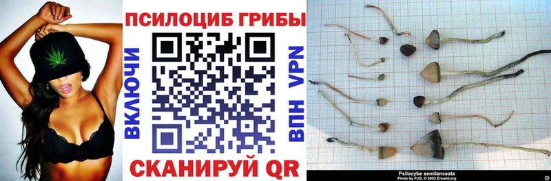 Галлюциногенные грибы Psilocybe  Купить закладки  Котельники 